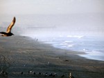 birds