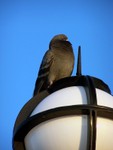 pigeon