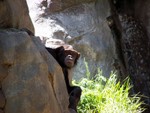 chimp1
