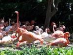 flamingos