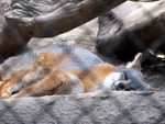 fox