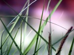 grass1