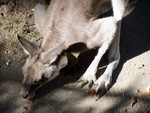 kangaroo