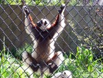 lemur2