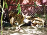 lion1