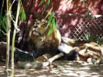 lion2