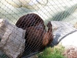 orangutan1