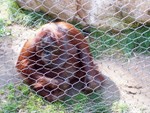 orangutan2