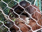 orangutan6