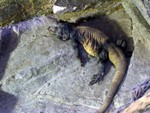 reptile1