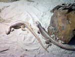reptile2