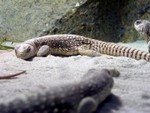 reptile3b