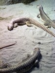 reptile3c