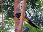bird1
