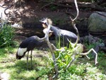 bird3