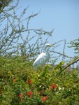 bird4