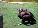 birdshow1