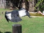 birdshow12