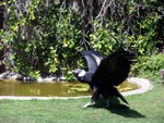 birdshow13