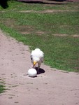 birdshow15