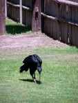 birdshow19