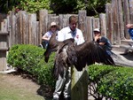 birdshow4
