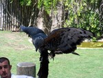 birdshow7