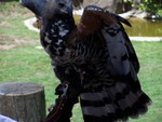 birdshow8