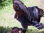 birdshow9