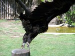 birshow3