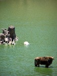 buffalo