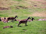 deer4