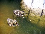 duck2