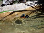 duck3