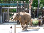 elephant1