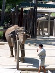 elephant2
