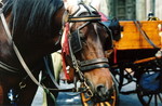 firenze - 16