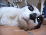 �ګY�j����dog

