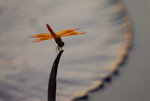 Na0026