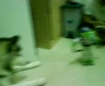 Buzz Lighter VS Zuji