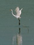 brid-01