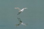 brid-04