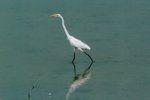 brid-05