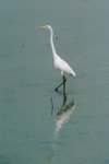 brid-07