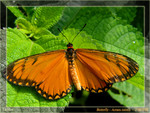Acraea issoria  - �R�¬ý�