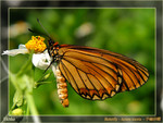 Acraea issoria  - �R�¬ý�