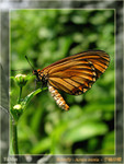 Acraea issoria  - �R�¬ý�