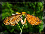 Acraea issoria  - �R�¬ý�