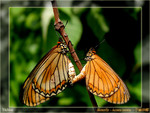 Acraea issoria  - �R�¬ý�