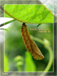 Acraea issoria  - �R�¬ý�